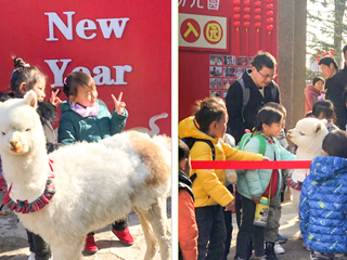 449999白小精准一句话幼儿园开展“我和羊驼交朋友”亲近自然互动体验活动